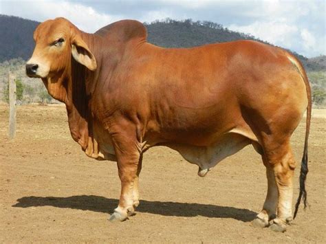 Ted Brahma Bull Especies De Animais Vacas Pecuária