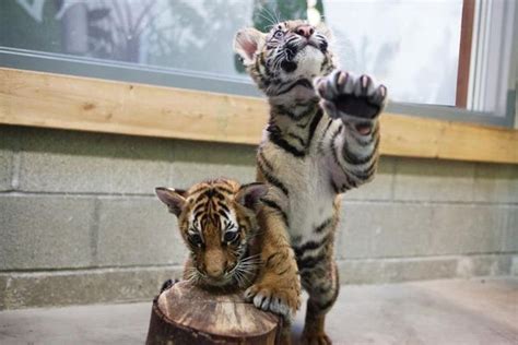 Oh So Photogenic Update On Point Defiance Zoos Tiger Cubs Zooborns