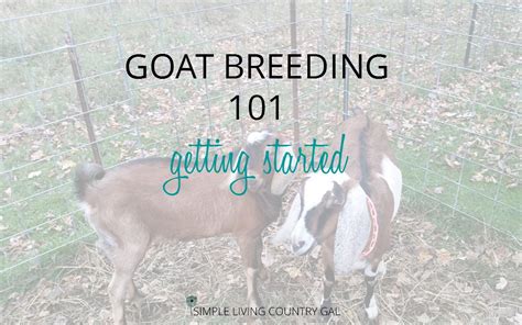 Goat Breeding Prep Getting Started Simple Living Country Gal