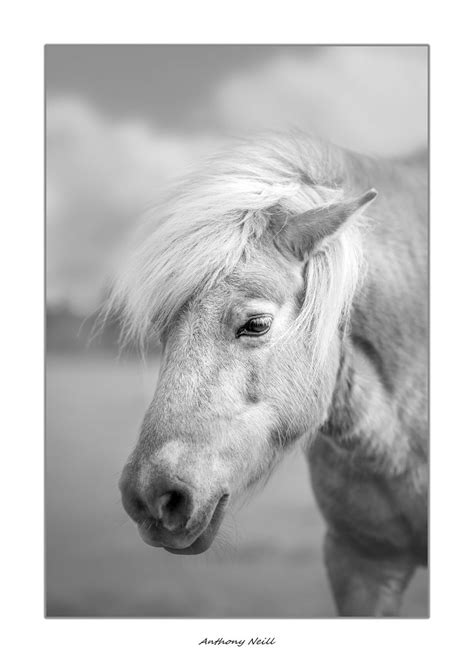 The Shetland Pony Anthonycneill Flickr
