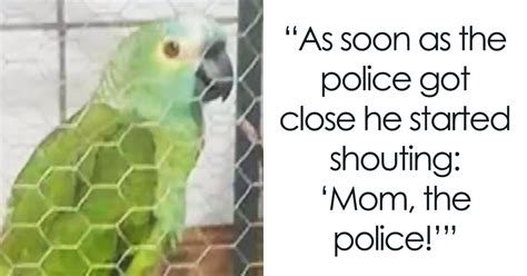 Parrot Goes To ‘jail After Warning Its Owners About A Police Drug Raid