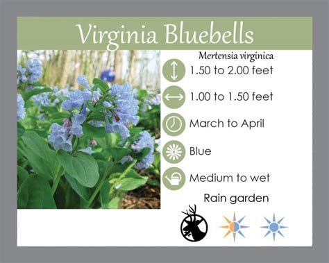 Virginia Bluebells Laurens Garden Service Native Plant Shop