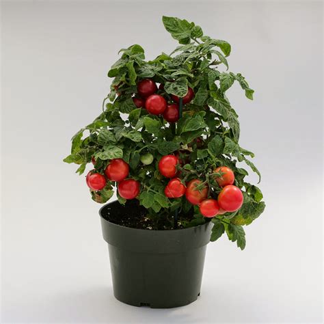 Water your sweet 100 tomatoes several times a week, with the goal of keeping the soil evenly moist. Klisaz Shop (Unique acessories and rare seeds): benih ...