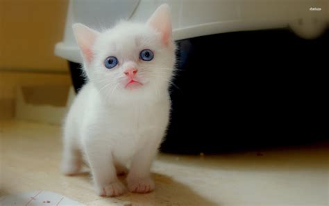 With Adorable Blue Eyes Cute Little Kittens Kittens Cutest White