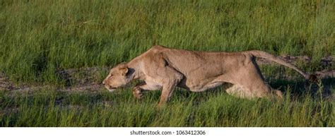 Stalking Lion Images Stock Photos And Vectors Shutterstock
