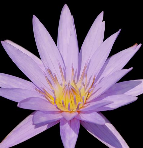 Purple Water Lily Photograph By Kim Hojnacki Fine Art America