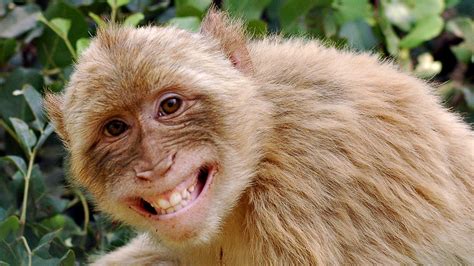 Funny Monkeys Wallpapers Wallpaper Cave