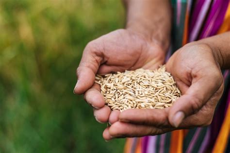 Free Photo Close Up And Selective Focus Of Farmer Hands Holding Rice