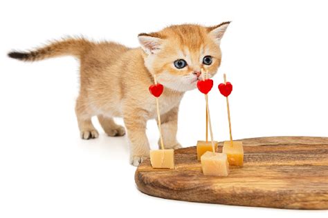 Cats can eat cheese, but only in moderation occasionally as a treat. Can Cats Eat Cheese? Get the Facts About Cats and Cheese ...