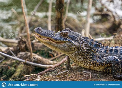 Head Of An Alligator In A South Carolina Wetland Stock Photo Image Of