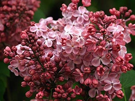 25 Pink Lilac Seeds Tree Fragrant Hardy Perennial Flower Shrub Garden