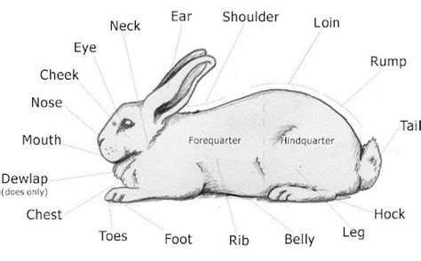 Body Parts Of A Rabbit