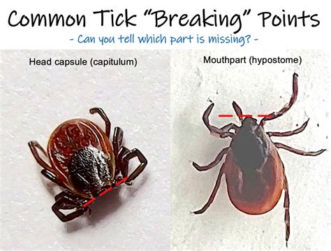 Tip 11 Dont Dread The Broken “head” On Your Tick Tickencounter