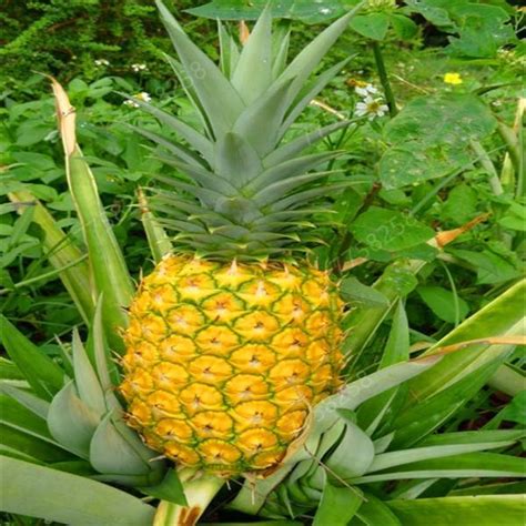 Ananas Comosus Pineapple Bonsai Plant Seeds Heirloom Fruit Garden