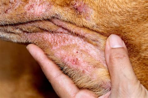 Crusty Scabs Around My Dogs Mouth Causes Treatment And Prevention 2022