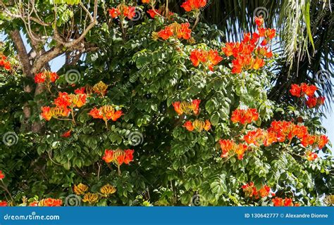 Orange Tropical Flowers In A Big Tree Stock Image Image Of Isolated