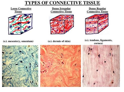 Ppt Development Of Connective Tissue Powerpoint