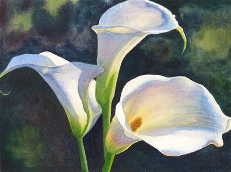 Calla Lilies Watercolor Painting Print By Cathy Hillegas Etsy