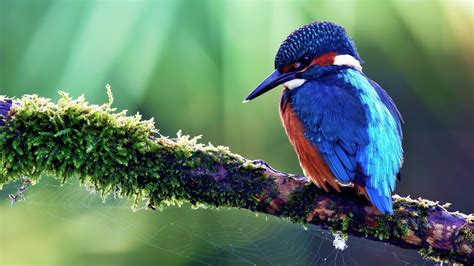 Kingfisher Bird Hd Desktop Wallpaper Widescreen High Definition