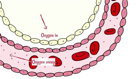 Gaseous exchange breathing is the body's way of exchanging oxygen for carbon dioxide. Alveoli: Gas Exchange - YouTube