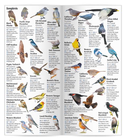 Birds Of Central And Northern California A Guide To Common And Notable Sp