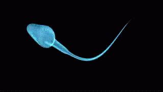 Sperma Termahal Di Dunia Dibanderol Seharga Miliar Apa Istimewanya
