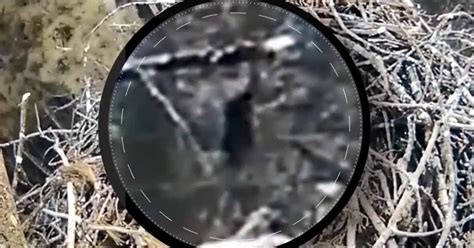Is This Really Bigfoot Camera Fixed On Eagles Nest Captures Bizarre