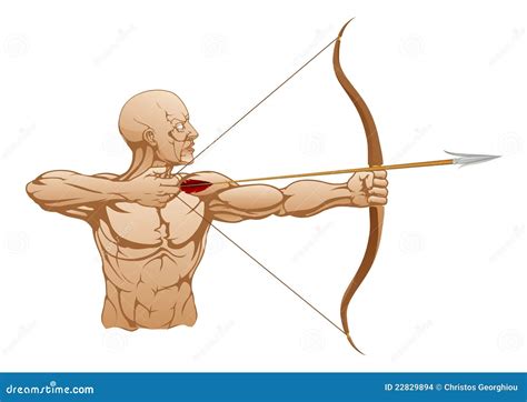 Strong Archer With Bow And Arrow Stock Images Image 22829894