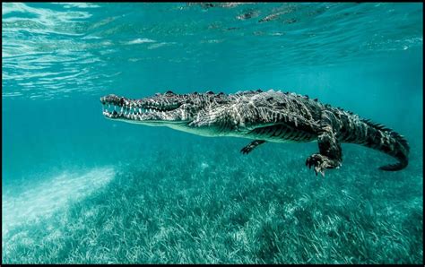 Saltwater Crocodile Mirror Online