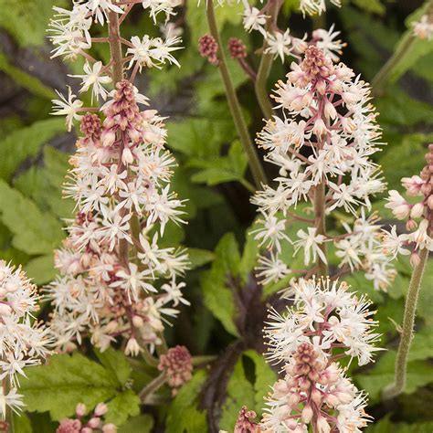Tiarella Sugar And Spice Herbaceous Perennial Scented Flowering Potted