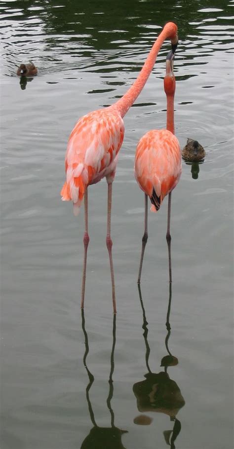 Flamingos Flamingo Photo Pet Birds Flamingo