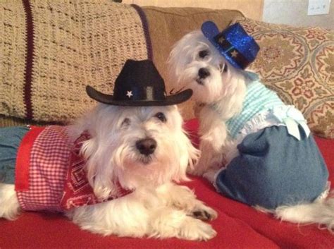 Cowboy Hat Dog Costume Sparkle Blue Baxterboo