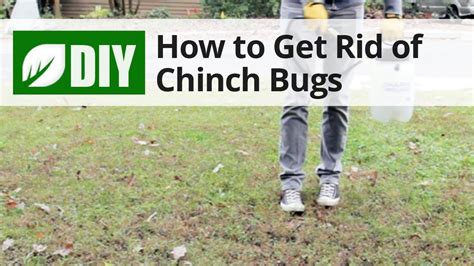 Chinch Bug Control Youtube