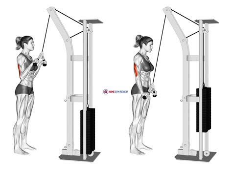 Cable Triceps Pushdown V Bar Female Home Gym Review