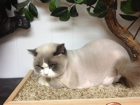 Learn all about the breed and check out some cute pictures here. The Lion Cut For Cats-Cat grooming services by ...