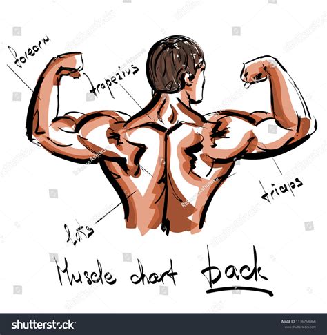 Posture is not the only influence on those muscles, for the reduction in the size of the jaws in modern humans also contributes to the observed muscular differences. Muscle Chart Back / Muscle Anatomy Reference Charts Free ...