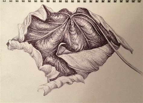 Biro Study Leaf Sketch Nicky Heard Natural Form Art Leaves Sketch