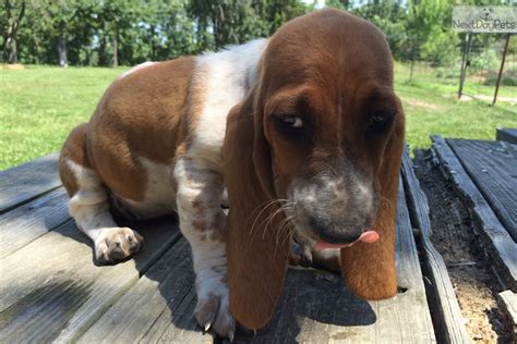 They have their first set of shots and dewormed. Winnie: Basset Hound puppy for sale near Springfield, Missouri | 92ba2538-18c1
