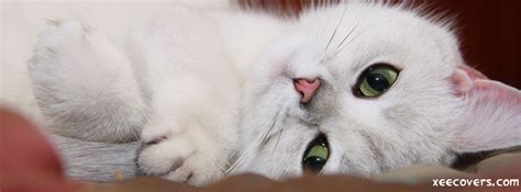sweet white cat fb cover photo xee fb covers
