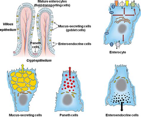 Intestinal Epithelial Barrier The Intestinal Epithelium Consists Of A