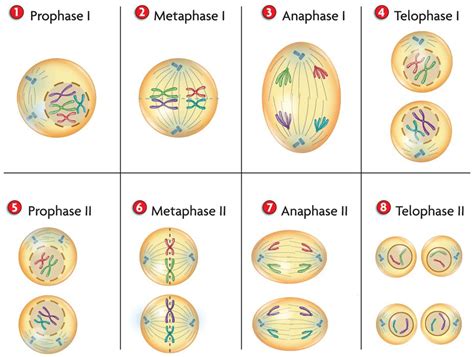 Tahap Pembelahan Meiosis Profase Metafase Anafase Dan Telofase