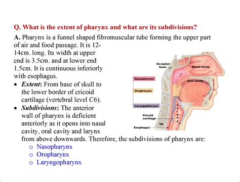 Pharynx Anatomy Qa