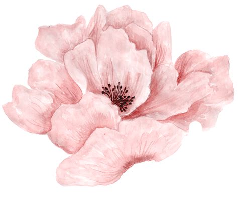 素材 Pink Watercolor Flower Watercolor Plants Watercolor Art