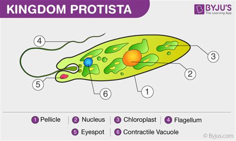 Kingdom Protista Characteristics And Classification Of Protists