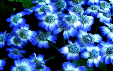 Blue And White Flower Wallpapers Top Free Blue And White Flower