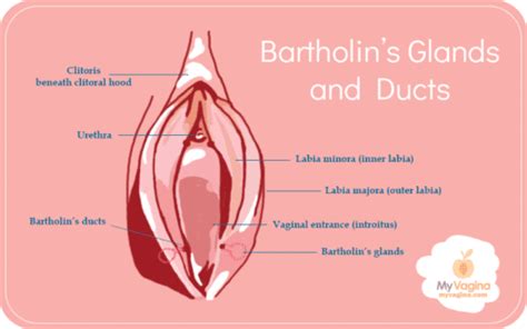 Understanding Bartholin S Glands Function Issues