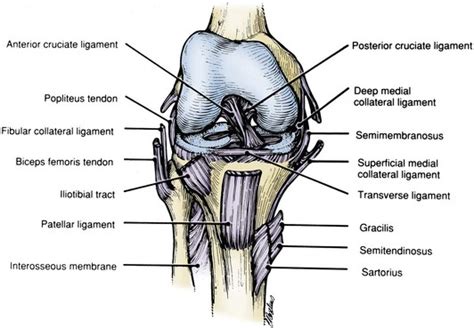 Classification Of Knee Ligament Injuries Musculoskeletal Key