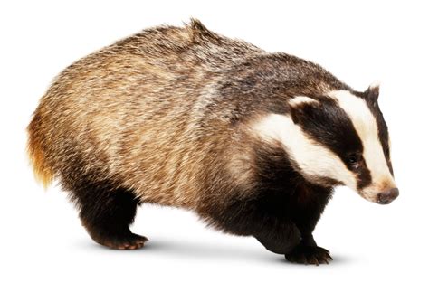 Eurasian Badger Facts All About Badgers Dk Find Out