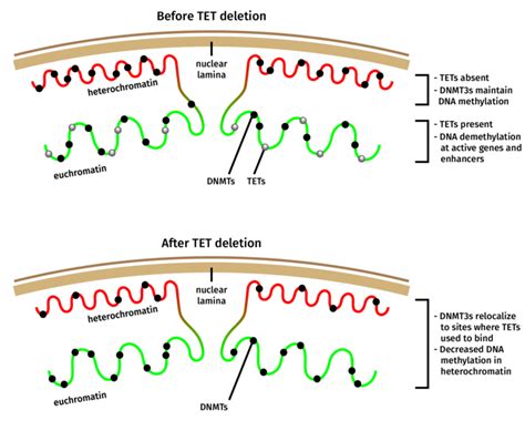 Tet Proteins Double Agents In Dna Methylation Prevent Catastrophic