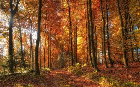 2048x1152 Nature Photography Landscape Forest Fall Trees Sunset Path